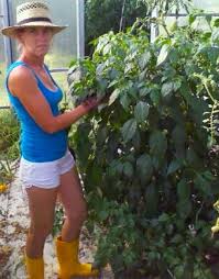 Check spelling or type a new query. Craig Dremann S Copyrighted Pepper Picture Gallery