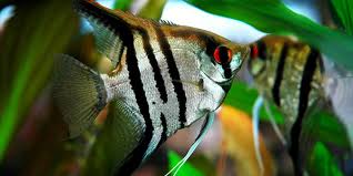 different types of freshwater angelfish the aquarium guide