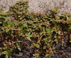 Image result for Euphorbia ophthalmica
