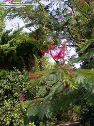 Image result for Calliandra calothyrsus