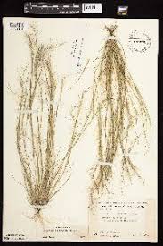 Image result for Aristida adoensis