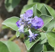 Image result for Vitex trifolia