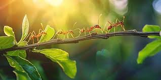 Image result for tbn:ekRZeqiUkU8b5M::www.hormiga.org/fondosescritorio/wallpapers/Paisajes-y-naturaleza/fotos/Paisajes-22.jpg