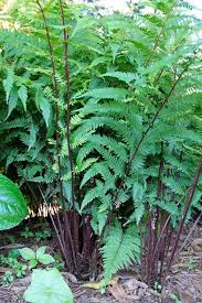 Image result for Athyrium