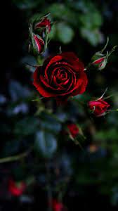 Red Rose Rose Flower Wallpaper Flower Wallpaper Red Roses Wallpaper