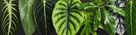 1,174 likes · 61 talking about this. Aroids Archive Jungle Leaves