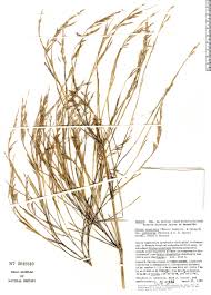 Image result for Hyperthelia dissoluta