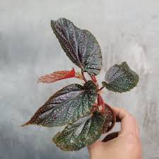 Image result for Begonia