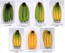 color chart of banana fruits in various stages download