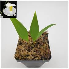 Image result for Utricularia welwitschii