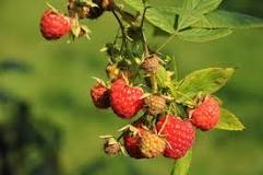 Do raspberries have poisonous look alikes?