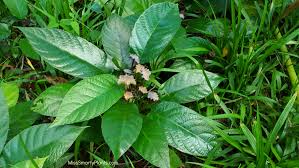 Image result for Dorstenia