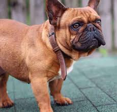 Learn about the french bulldog including physical attributes, history, health, exercise and more. French Bulldog Colors Explained Ethical Frenchie