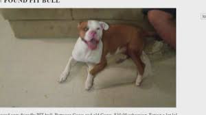 Craigslist Albuquerque Dogs For Sale 10 2021