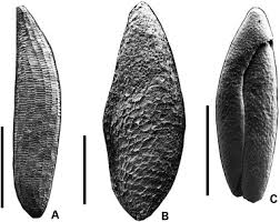 Image result for Najadaceae