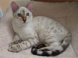 Snow bengals have blue or aqua eyes. White Snow Blue Eyed Bengal Cat Novocom Top