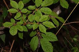 Image result for Handroanthus chrysotrichus