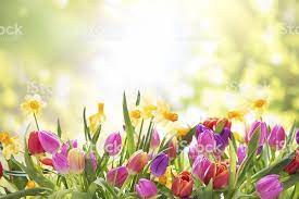 Colorful Tulips And Daffodils On Nature Background Nature Backgrounds Spring Pictures Springtime Pictures