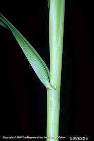 Image result for Sorghum bicolor