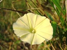 Image result for Ipomoea ochracea