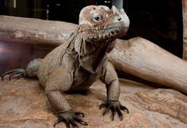 Rhino Iguana Uv Light Information About Rhinoceros Iguana For Sale Uvb Lamp