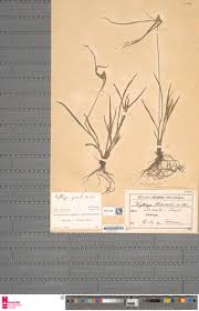 Image result for Hypolytrum heteromorphum