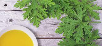 Plant citronella in containers along decks, walkways. Citronella Oil Repel Insects Pain Stress Dr Axe