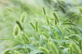 Image result for Setaria viridis