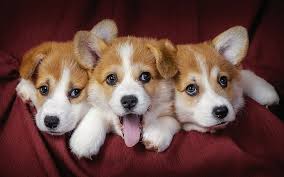On the off chance that you wish to get a welsh corgi. Planet Yorklie Puppy Home