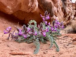 Yarrow plants were widely used medicinally prior to modern times to staunch the flow of blood. Wildflowers Capitol Reef National Park U S National Park Service
