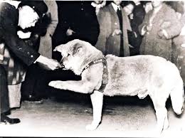 Photo of Shibuyas Iconic Dog Hachiko Giving Paw Found; Picture Is One of  Four Discovered in the Past Year - The Japan News