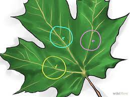 How To Identify Sugar Maple Trees Sugar Maple Maple Tree Leaf Identification