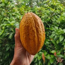 Image result for Cocoa