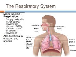 The largest particles are filtered by vibrissae. Chapter 22 Respiratory System 1