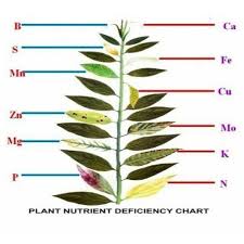 Plant Nutrient Service Plant Nutrient Deficiency Chart
