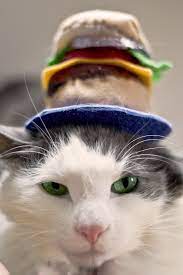 Cheeseburger Cat Hat Crazy Cats Cat Dressed Up Cat Costumes