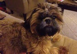 Shih Tzu Dog Black And Brown Shih Tzu Liver With Black Mask Shih Tzu Cute Dogs Puppy Kisses