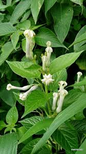 Image result for Ceropegia cimiciodora