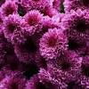Best fertilizer for flowering plants in pakistan. 1