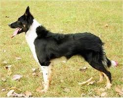 border collie dog breed information and