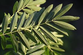 Image result for Tephrosia noctiflora