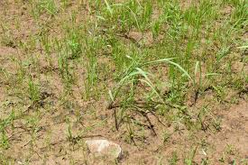 Image result for Oryza longistaminata