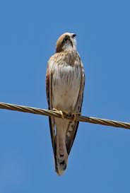 Nankeen Kestrel Bird 2 C8a0160 Australian Birds Birds 2 Bird