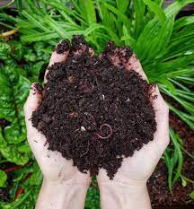Composting 101 What Why How To Compost At Home Homestead And Chill