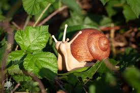 The european garden snail (helix aspersa), the turkish snail (helix locurum) and the&nbsp;roman or burgundy snail (helix pomatia), also known as the land lobster for for its superior flavor and texture, are the most popular species of edible snails in the world. Jeremy The Snail Leftysnail Twitter