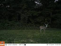 Game cameras that send pictures to cell phone. Wireless Trail Cameras 101 Bone Collector