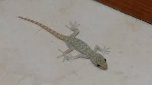 Image result for Kotschya carsonii