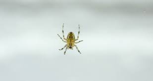 Check spelling or type a new query. Close Up Of A Garden Stock Footage Video 100 Royalty Free 1015556830 Shutterstock