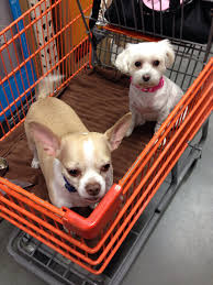 Shopping At Home Depot Chihuahua Dogs And Puppies Puppies