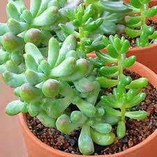 Tra queste vi sono le aptenie con le foglie morbide e carnose che possono arrivare anche a 5 cm. Piante Grasse Come Curare Coltivare E Far Fiorire Le Piante Grasse